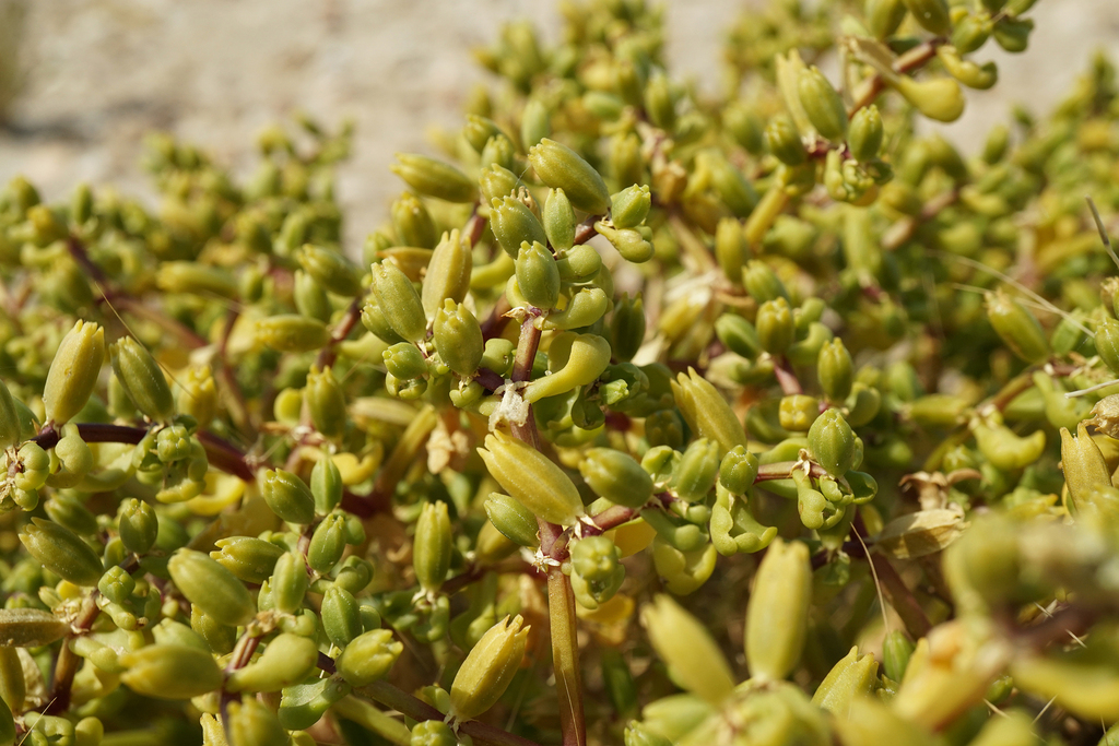 Roepera marliesiae