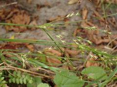 Juncus tenuis