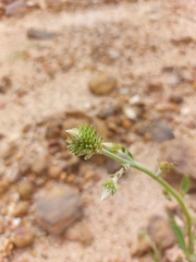Ptilotus polystachyus
