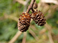 Alnus rubra
