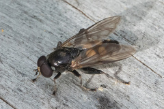 Chalcosyrphus