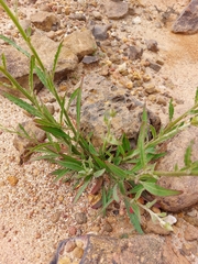 Ptilotus polystachyus