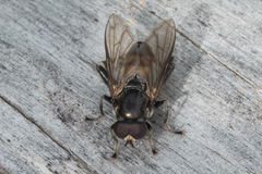 Chalcosyrphus