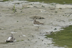 Xenus cinereus
