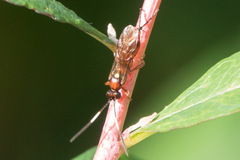 Ichneumonidae
