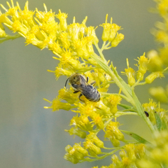 Melissodes druriellus
