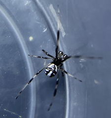 Latrodectus hasselti