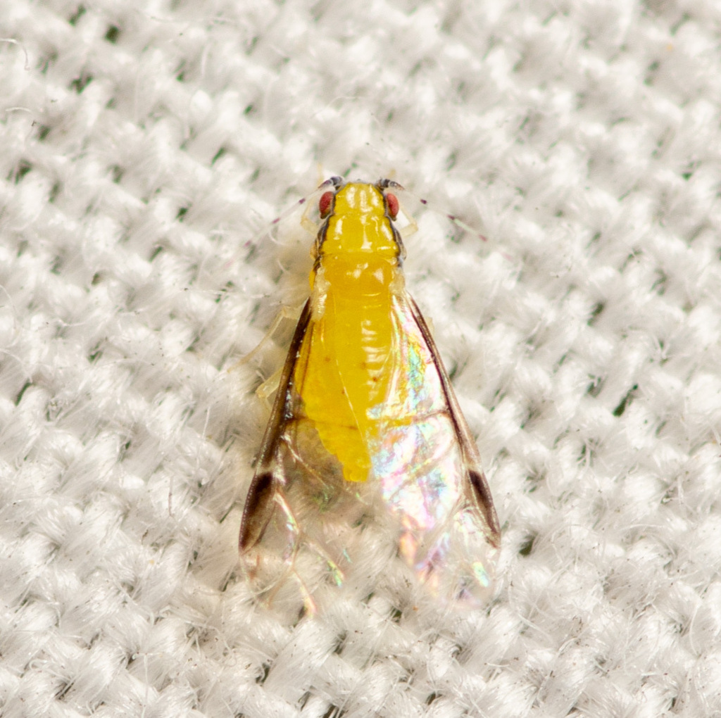 Monellia caryella — foto 1