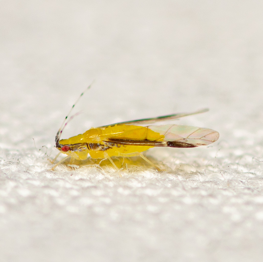 blackmargined aphid