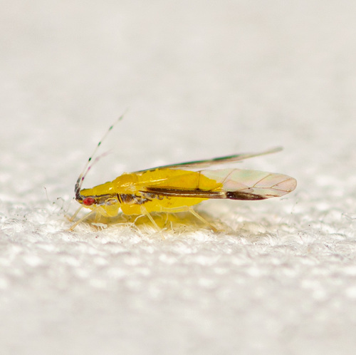 blackmargined aphid