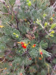 Adenanthos drummondii