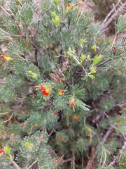 Adenanthos drummondii