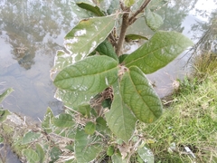 Ficus coronata