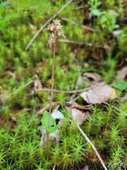 Neottia cordata