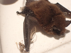 Myotis