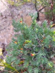 Adenanthos drummondii