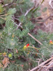 Adenanthos drummondii