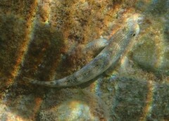 Gobius cobitis