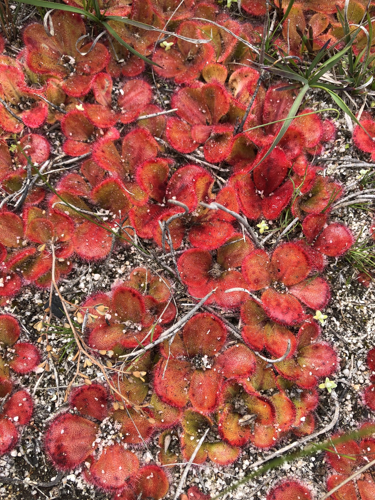 Drosera erythrorhiza Lindl. 6