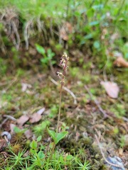 Neottia cordata