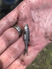 Notemigonus crysoleucas