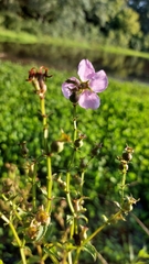 Rhexia virginica