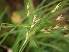 Juncus tenuis
