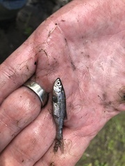 Notemigonus crysoleucas