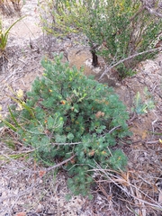 Adenanthos drummondii