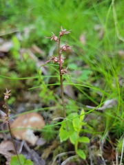 Neottia cordata