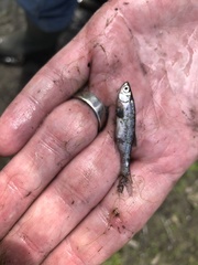 Notemigonus crysoleucas