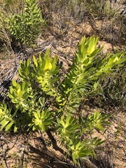 Leucadendron laureolum