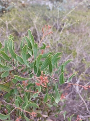Hakea anadenia