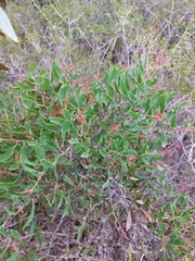 Hakea anadenia