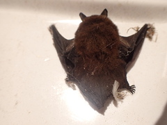 Myotis