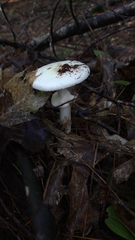 Amanita citrina