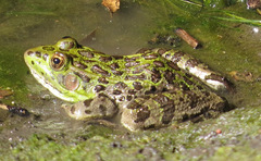 Lithobates chiricahuensis