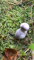 Laccaria ochropurpurea