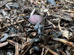 Scaphinotus angusticollis