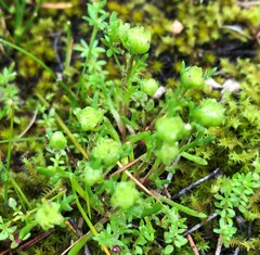 Brachyscome perpusilla