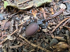 Scaphinotus angusticollis