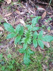 Sambucus gaudichaudiana