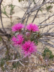 Melaleuca trichophylla