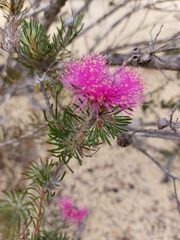 Melaleuca trichophylla