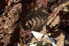 Polyplacophora