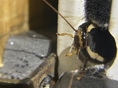 Drymaplaneta semivitta