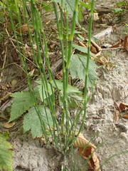 Equisetum hyemale