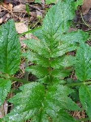 Sambucus gaudichaudiana