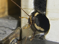 Drymaplaneta semivitta