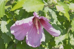 Hibiscus syriacus